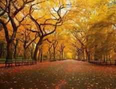 英雄联盟四川总决赛全球顶尖战队对决