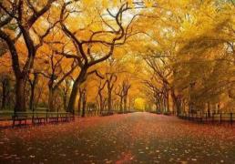 英雄联盟四川总决赛全球顶尖战队对决