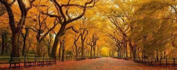 英雄联盟四川总决赛全球顶尖战队对决